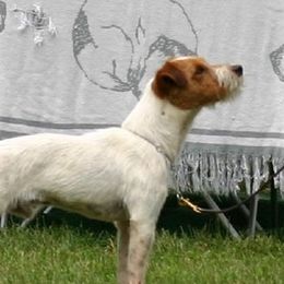Gigolo - Jack Russell Terrier