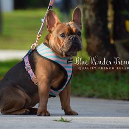 French Bulldog adult dog