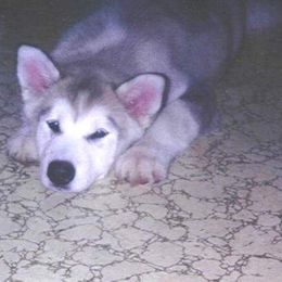 Alaskan Malamute Puppies from Kaylatee Alaskan Malamutes