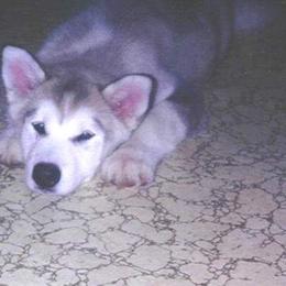 Alaskan Malamute Puppies from Kaylatee Alaskan Malamutes