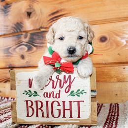 Poodle puppies from Ann R.