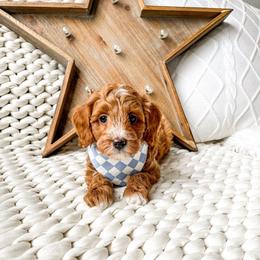 Mister Fantastic - Red  male Goldendoodle puppy in Springville, Utah from Happy Doodle