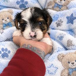 Sammy - Parti male Yorkshire Terrier puppy in Cheektowaga, New York from Renee’s Pawfectly Pampered Yorkies