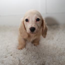 KAYCE - Cream male Dachshund puppy in Indiantown, Florida from Turquoise River Minature Dachshunds