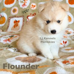 Flounder - Silver and white male Pomsky puppy in Centerville, Iowa from LJ Kennels Pomskies, LLC