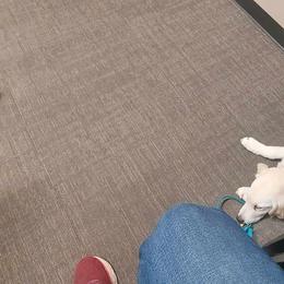 Golden Retriever Puppies from Danielle Kemper