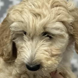 Boy 5 - Fawn and white Sheepadoodle puppy in Franklin, Texas from Cross Doodles
