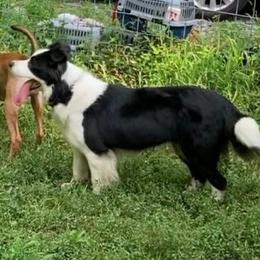 Border Collie puppies from Cross Creek