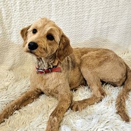 Banner - Goldendoodle