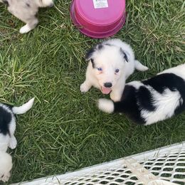 Purdy - Border Collie puppy in Maryland from Higher Goals Border Collies