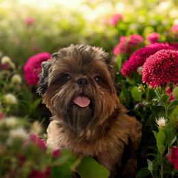 Princess - Shih Tzu