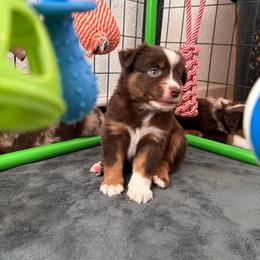 Orange - Red tri female Miniature Australian Shepherd puppy in Arizona from Country Charm Mini Aussies