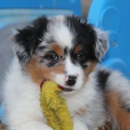 Miniature American Shepherd Puppies from Southern Star Miniature American Shepherds