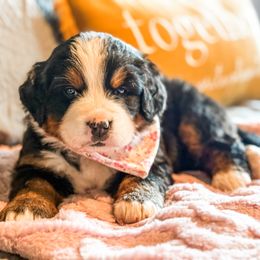 Nova - Black rust and white female Bernese Mountain Dog puppy in Purcell, Oklahoma from Swiss Berner Bears