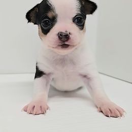 Leti - Black and white female Chihuahua puppy in Clinton, Missouri from RockyTop Hearts