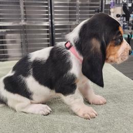 Pink collar - Black white and brown female Basset Hound puppy in Alton, Illinois from Show Me Great Danes and Basset Hounds