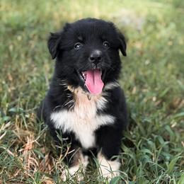 Onyx AKC - Black tri-color female Australian Shepherd puppy in Polk City, Florida from Skaky Shepherds