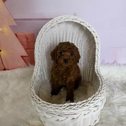 Ollie(AKC) - Red  male Poodle puppy in Moreno Valley, California from Yanni's Poodle