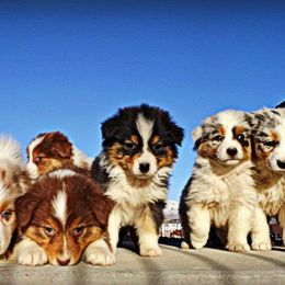 Australian Shepherd, Miniature American Shepherd, and Miniature Australian Shepherd Puppies from Copper Sky Aussies & Mini American Shepherds