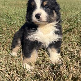Sweet Girl 5-Black Tri - Black tri-color female Australian Shepherd puppy in Mayfield, Kentucky from Hamilton Farms
