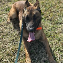 Redd Mann - Belgian Malinois