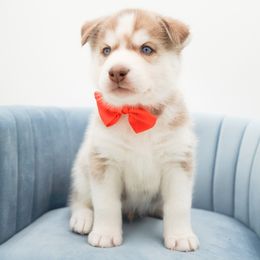 Golden Retriever, Miniature American Shepherd, and Siberian Husky Puppies from HuskiesAndGoldensWithFinesse