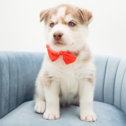 Golden Retriever, Miniature American Shepherd, and Siberian Husky Puppies from HuskiesAndGoldensWithFinesse