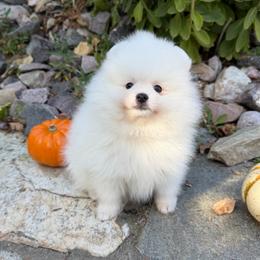 Thunder x Daisy White Female - White female Pomeranian puppy in Pocatello, Idaho from Avalon Pomeranians