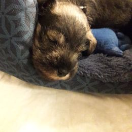 Miniature Schnauzer Puppies from Starbound Miniture Schnauzer's