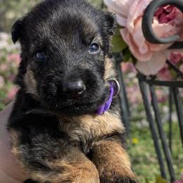 Jolene (purple collar) - Black and red female German Shepherd puppy in Union City, Ohio from God’s Gifts German Shepherds