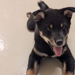 Blacky - Black and tan male Shiba Inu puppy in Warren County, New Jersey from Yellow Gate Kennel