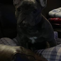 French Bulldog All Grown Up from Queens of The South Frenchies