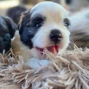 Mal-Shi Puppies from Gemstone Exclusive Pups of Florida