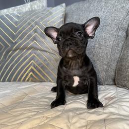 Brat - Black male French Bulldog puppy in Bolingbrook, Illinois from Flores Frenchies