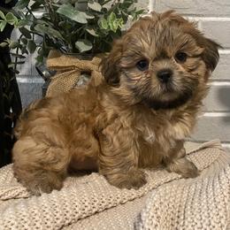 Boy 2 - Gold male Shih Tzu puppy in Lexington, North Carolina from SCS Shih Tzus