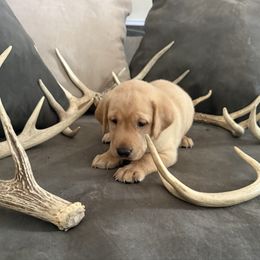 Yellow Male - Yellow male Labrador Retriever puppy in Sherman, Illinois from Prairie State Labs