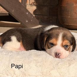 Papi - Black tan and white male Beagle puppy in Mansfield, Missouri from Rippee Creek Kennel