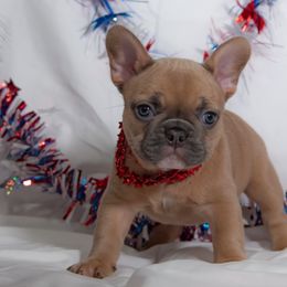 French Bulldog Puppies from Faux Real Frenchies