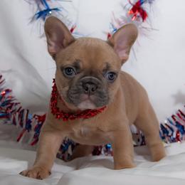 French Bulldog Puppies from Faux Real Frenchies