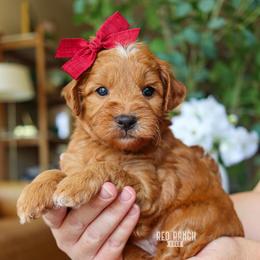 Jubilee - Red  female Goldendoodle puppy in Salado, Texas from Red Ranch Dogs