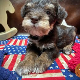 Lightning - Liver female Miniature Schnauzer puppy in Phoenix, Arizona from Sabrina's Miniature Schnauzers