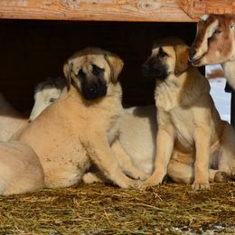 Anatolian Shepherd Dog Puppies from Wanyama Ranch Anatolians