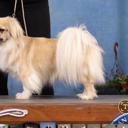Sassy - Tibetan Spaniel
