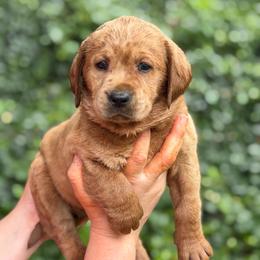 Belle - Yellow female Labrador Retriever puppy in Canton, Georgia from Dukes Retirevers