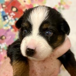 Loretta - Black tri female Toy Australian Shepherd puppy in Covington, Louisiana from Corner Oak Aussies