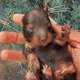 Max - Chocolate and tan male Dachshund puppy in Los Angeles, California from Mini Doxies R Us