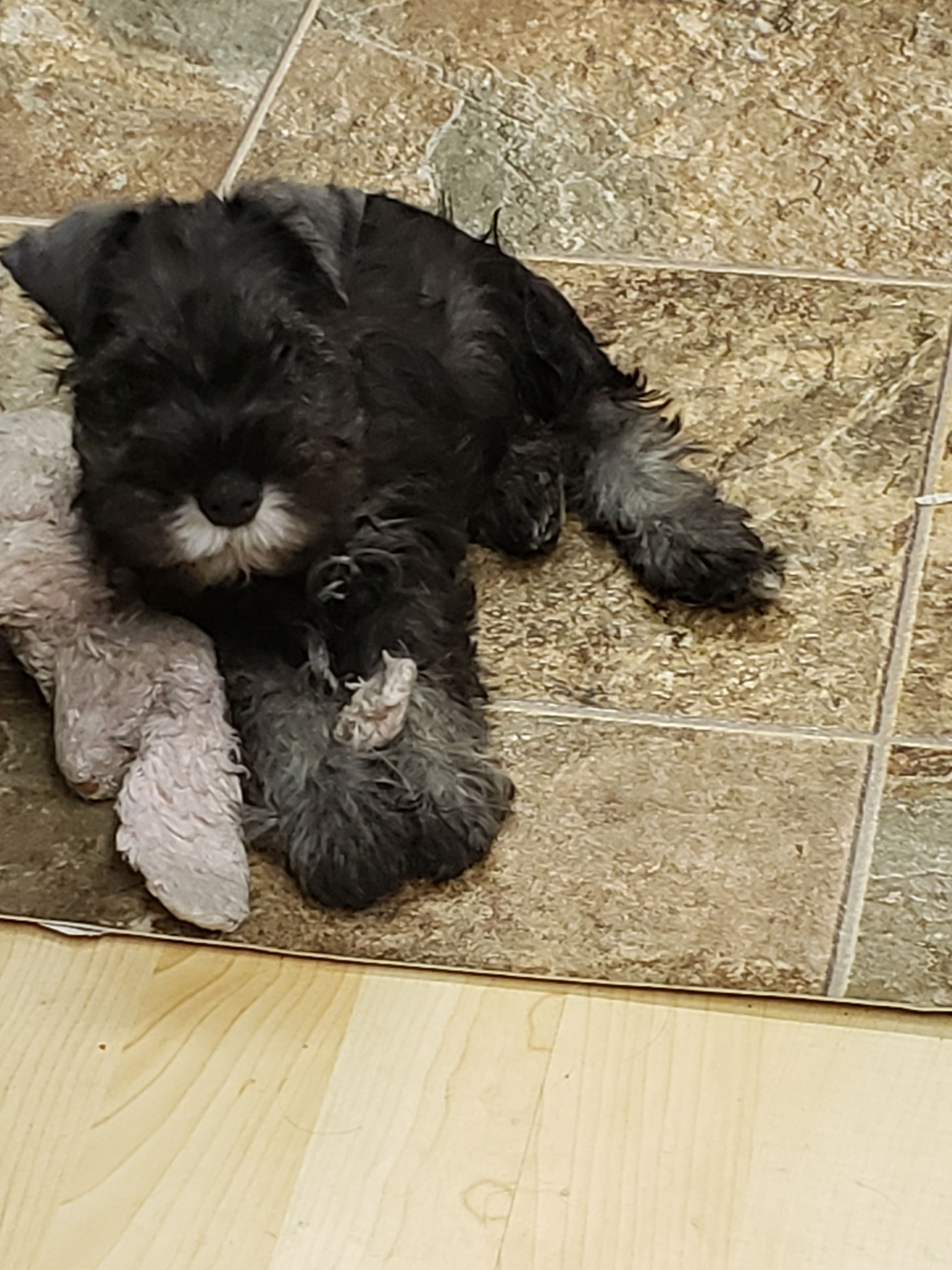 Island magic sales miniature schnauzers