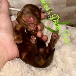 Bashful - Chocolate and tan male Dachshund puppy in Atwood, Oklahoma from Holder’s Doxie Farm