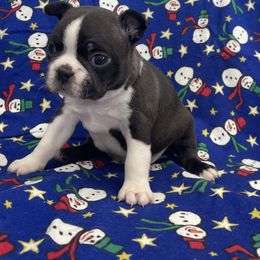 Baxter - Black brindle and white male Boston Terrier puppy in Fillmore, Illinois from Wind Hill Puppies