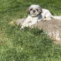 Ellsa - Shih Tzu